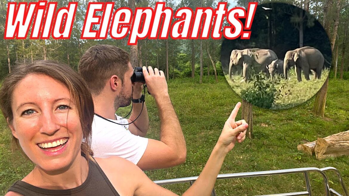 We Finally Saw WILD ELEPHANTS in Thailand! Hua Hin to Pranburi Forest Park, Kui Buri National Park We Finally Saw WILD ELEPHANTS in Thailand! Hua Hin to Pranburi Forest Park, Kui Buri National Park