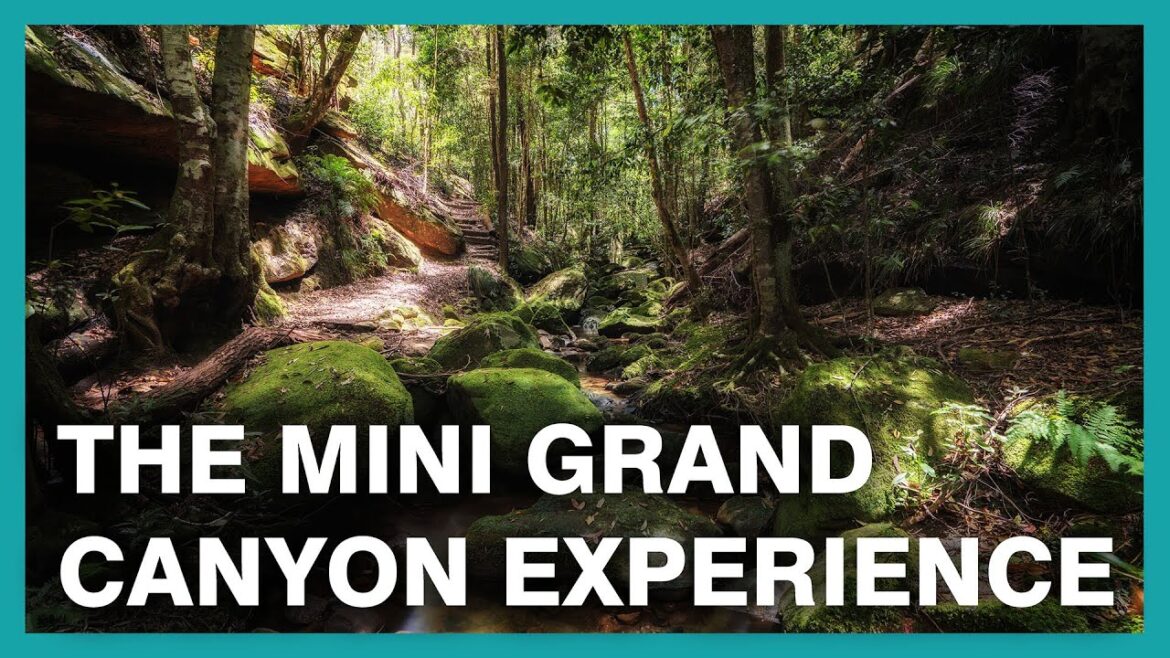 Solo Hike Birdwood Gully Loop in Springwood NSW – Lumix S5 Solo Hike Birdwood Gully Loop in Springwood NSW - Lumix S5