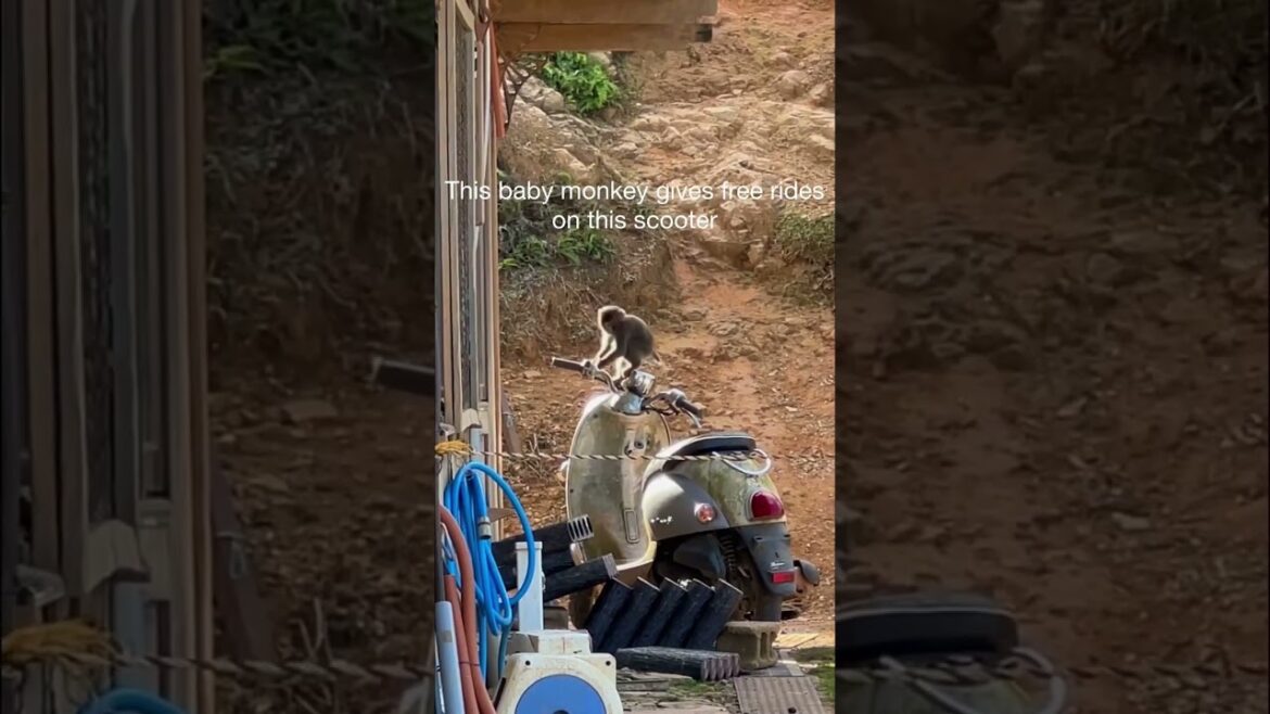 BABY MONKEYS IN JAPAN?? 🐒😍🤗