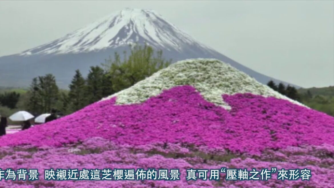YOKOSO Japan Tour -- 富士芝櫻節 --C05