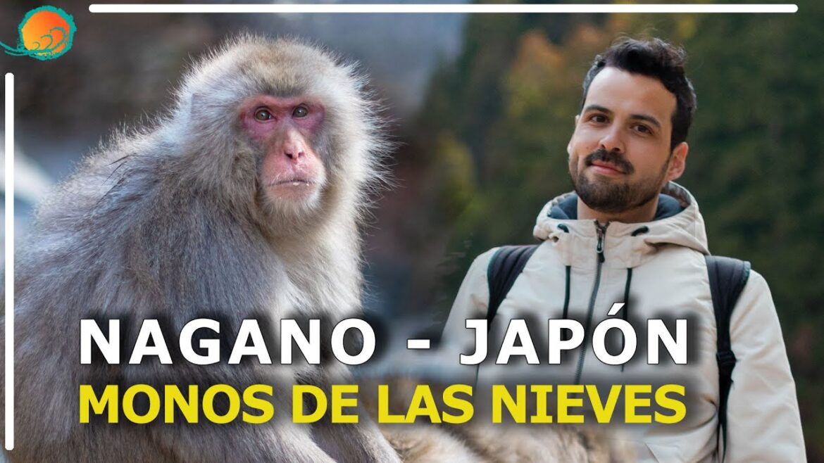 Jigokudani: Parque de los Monos de Nieve | Nagano, Japón Jigokudani: Parque de los Monos de Nieve | Nagano, Japón