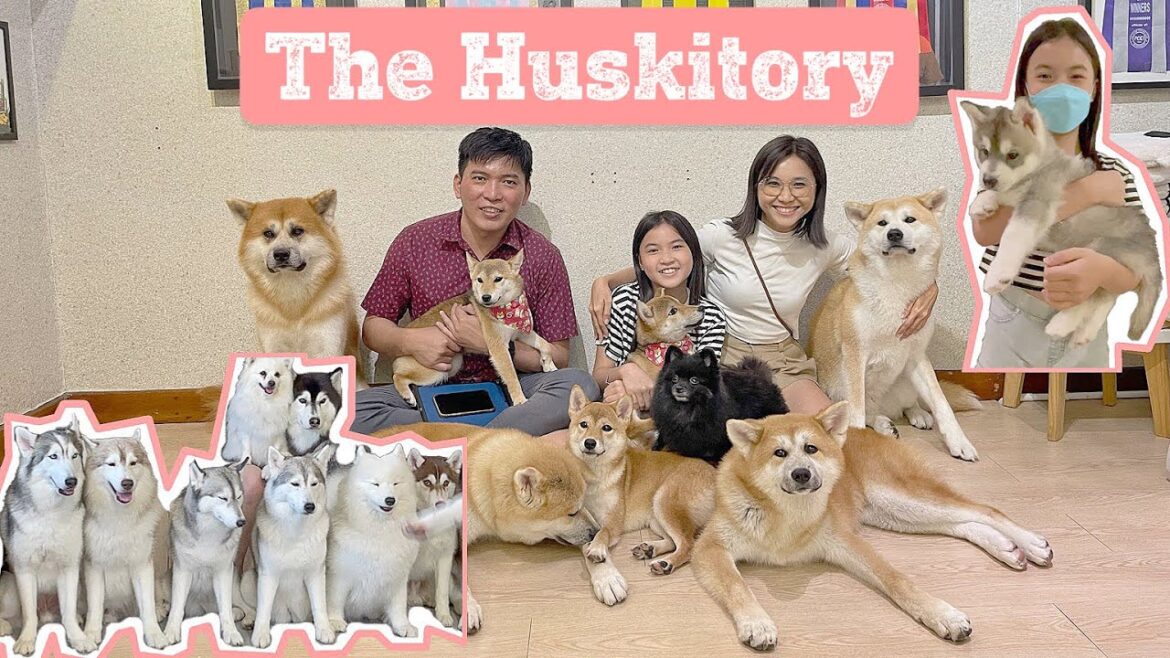 The Huskitory - Husky, Akita, Shiba Inu, Pomerania, Samoyed 与毛小孩的一天 ｜ 马六甲旅游必去景点
