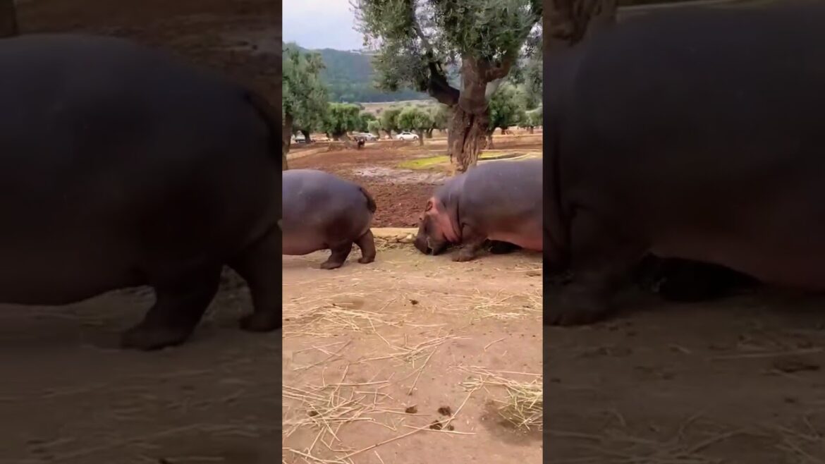 IPPOPOTAMI 🦛🦛🦛 #shorts #zoosafari #hippopotamus #mammiferi #animals #eating #nature