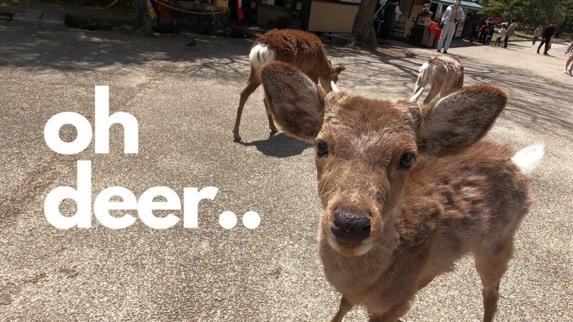 4K | Mob of hungry deer 🦌 attacks unsuspecting victims | Nara, Japan