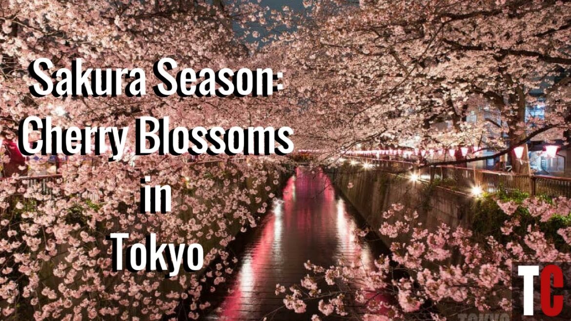 Sakura Season: The Best Cherry Blossom Viewing Spots in Tokyo