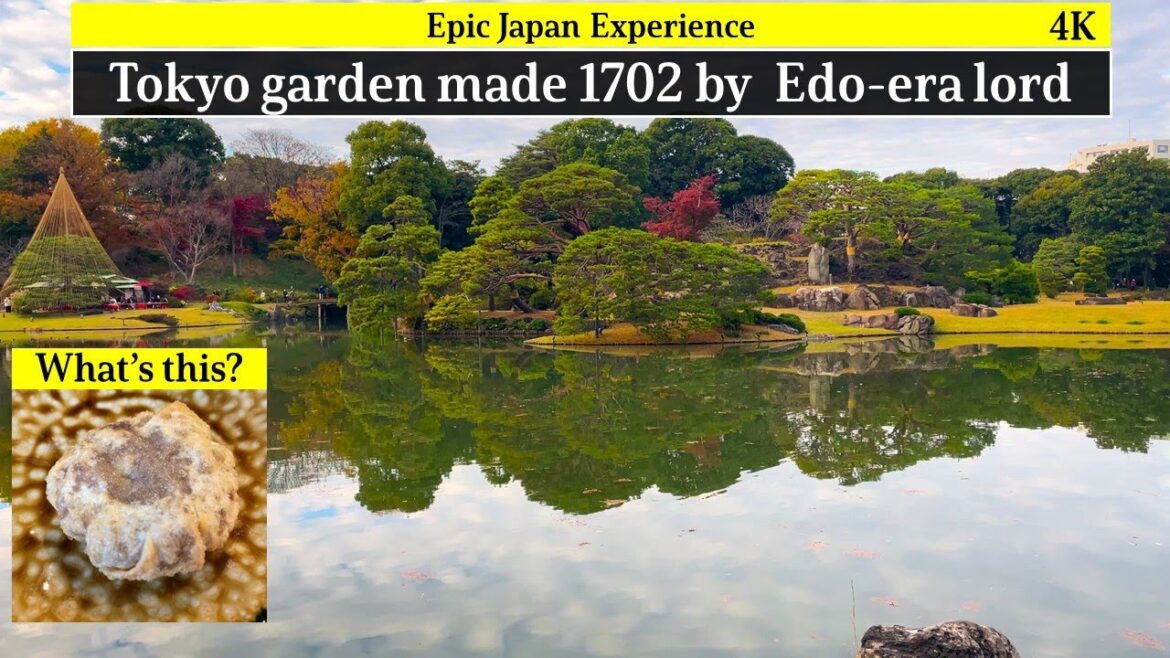 4K: Tokyo travel, huge garden built  1702. Beautiful autumn leaves and pine trees.