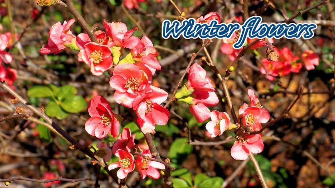 Winter flowers in Tokyo and surrounding areas 東京周辺の冬の花, 世界最大級の花が開花 #ショクダイオオコンニャク Winter flowers in Tokyo and surrounding areas 東京周辺の冬の花, 世界最大級の花が開花 #ショクダイオオコンニャク