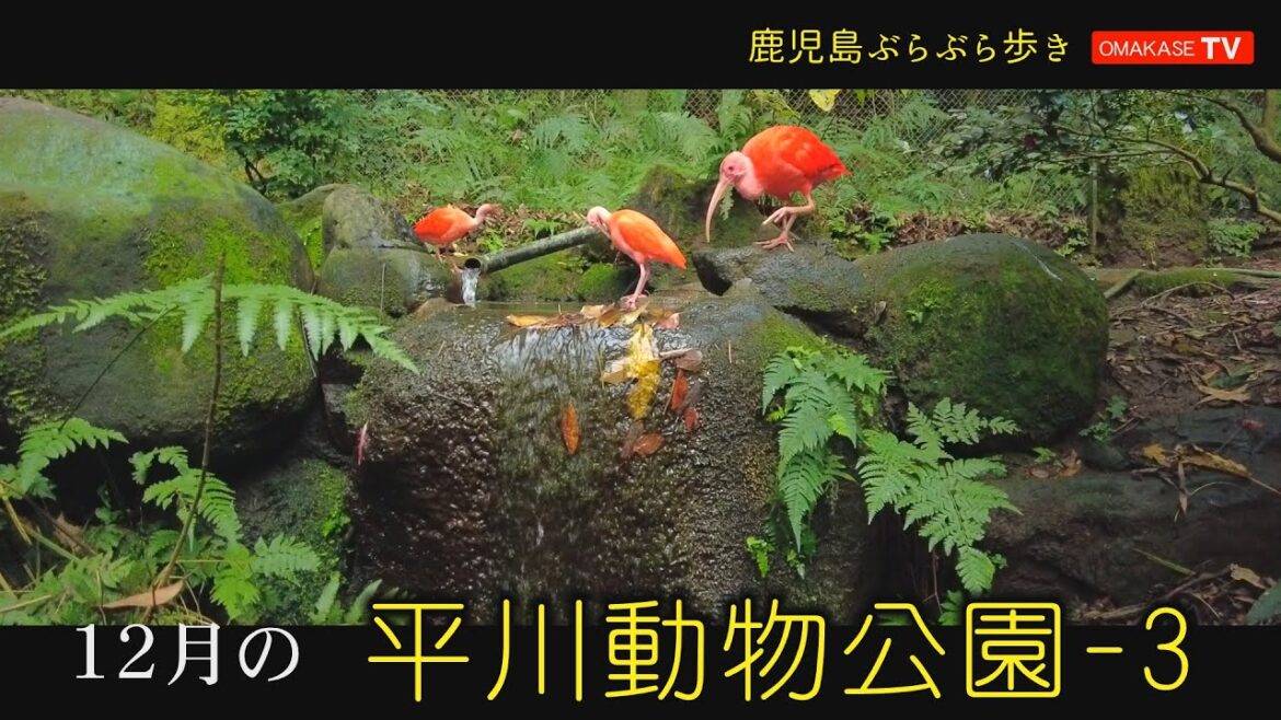 鹿児島ブラブラ歩き　DJI POCKET 2で撮る　鹿児島　平川動物園 3　おまかせテレビ12月　2022年