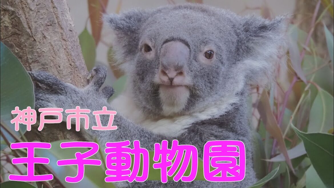 [4K]【日本】神戸市立 王子動物園 / JAPAN KOBE OJI ZOO / OM SYSTEM OM-5