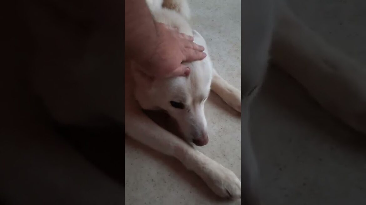 Will my dog bite me? My dog guarding his bone - HACHIKO THE WHITE SIBERIAN HUSKY DOG 🐶 🐕