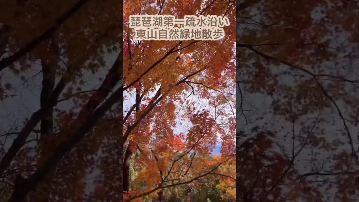 紅葉の琵琶湖第一疏水沿い東山自然緑地を散歩 / Kyoto Trip