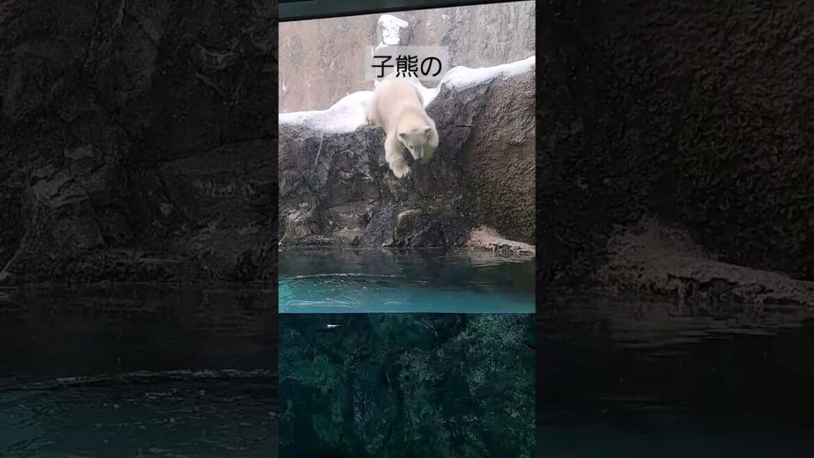 これ！これ！バシャーッ！ホッキョクグマモグモグタイム #北海道旅行#北海道#ホッキョクグマ#shorts