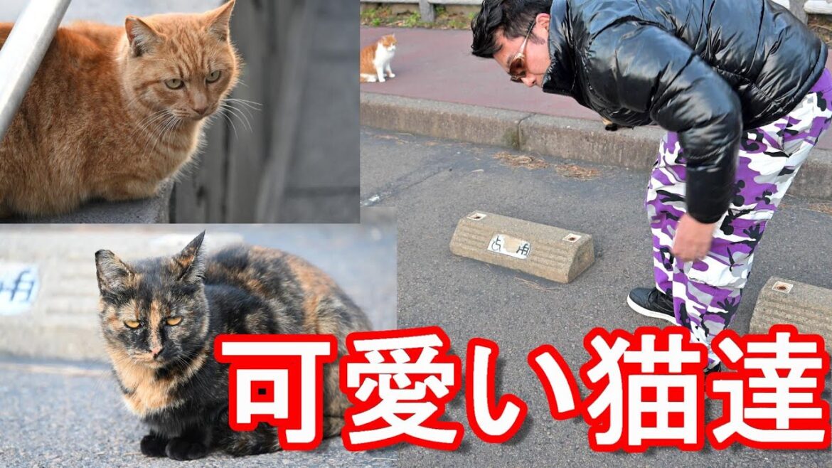 Nikon(ニコン)Z9撮影【可愛らしい野良猫たち】鹿児島県-桜島(現鹿児島市)で猫たちとのふれあい!猫大好き男!Cats in Kagoshima city in Japan Nikon(ニコン)Z9撮影【可愛らしい野良猫たち】鹿児島県-桜島(現鹿児島市)で猫たちとのふれあい!猫大好き男!Cats in Kagoshima city in Japan