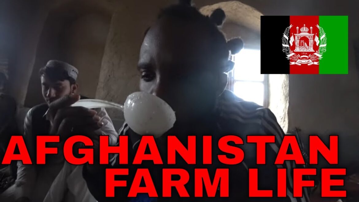 Farm Life In Afghanistan  (Would You Live In A Farm )