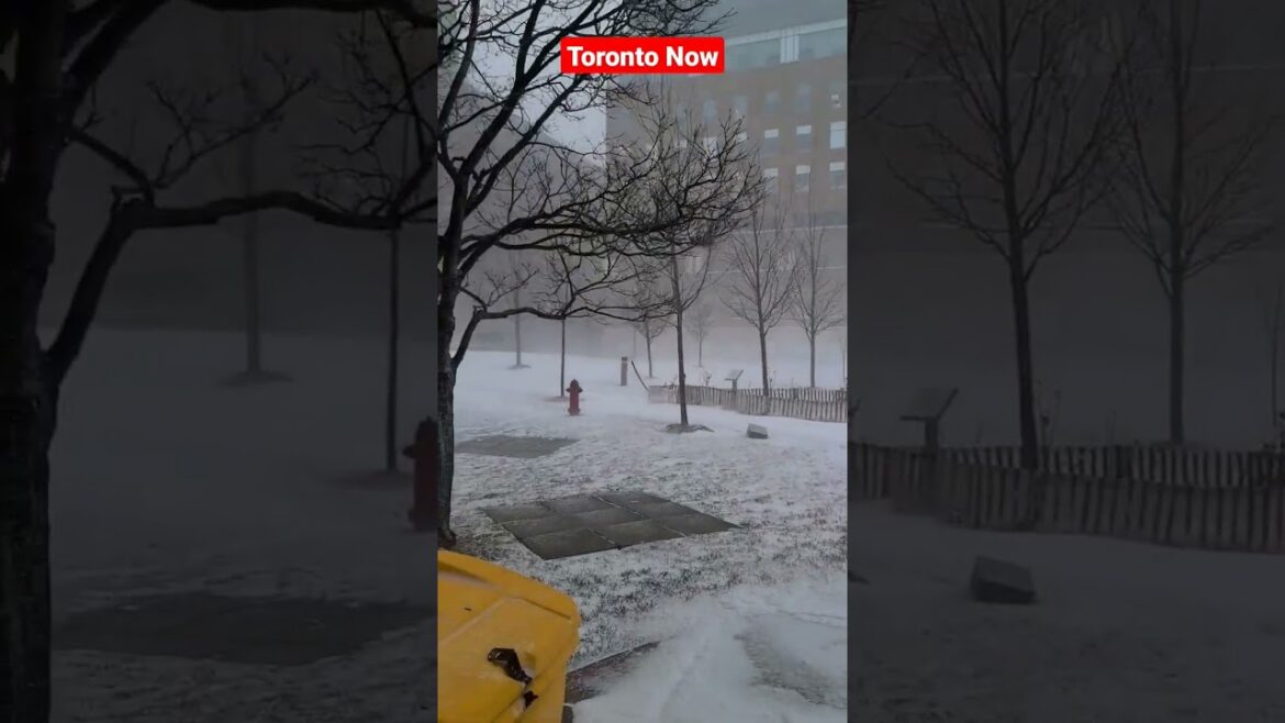 Toronto Blizzard is set on / Snow in Toronto today