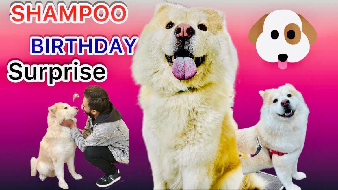 Shampoo Birthday Surprise Watch Till End | Goruboy Shampoo Birthday Surprise Watch Till End | Goruboy