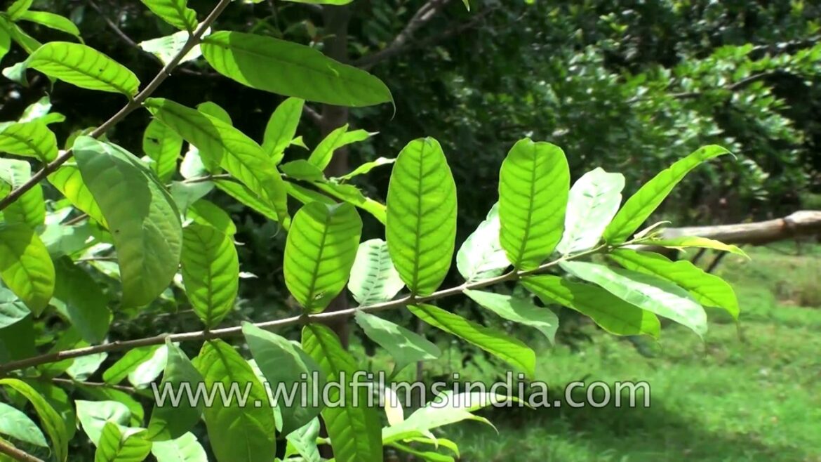 Kutaja or Wrightia tinctoria or Pala indigo plant- A medicinal plant