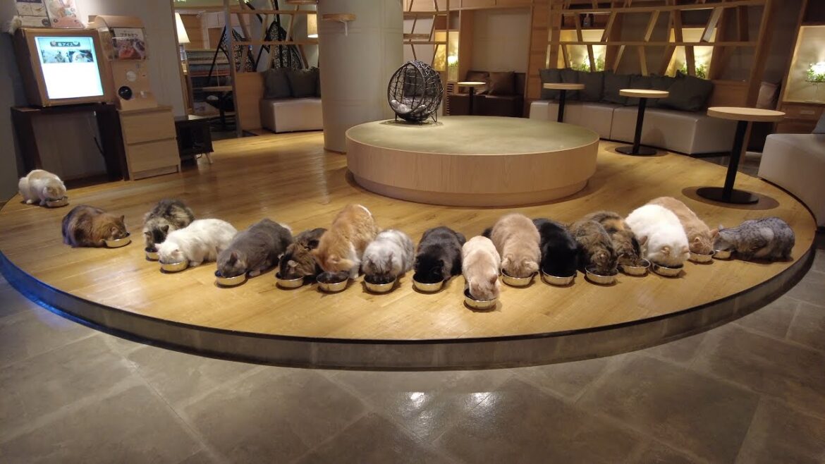 Japan's largest catcafe in Japan | The place for relax with lovely cats! Japan's largest catcafe in Japan | The place for relax with lovely cats!