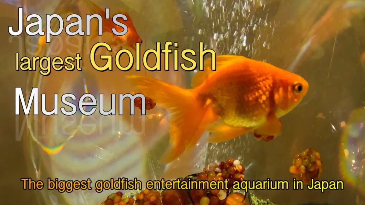 Japan's Largest Goldfish Museum | Nara Kingyo Museum #japantravel #japan #goldfish #museum