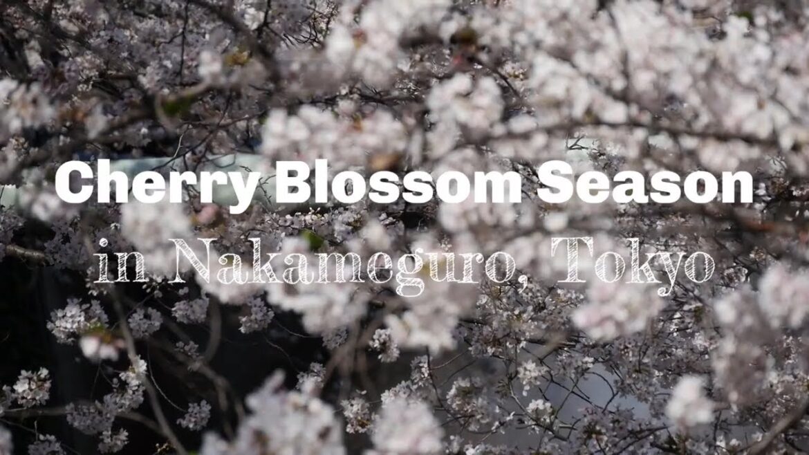 2021 Cherry Blossoms in Nakameguro, Tokyo's Popular Sakura Spot! – LIVE JAPAN 2021 Cherry Blossoms in Nakameguro, Tokyo's Popular Sakura Spot! - LIVE JAPAN