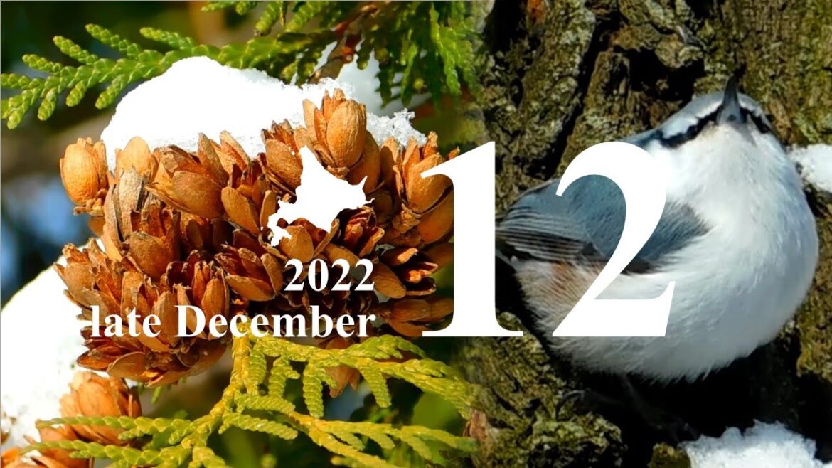 【北海道】植物カレンダー2022年12月下旬 【北海道】植物カレンダー2022年12月下旬