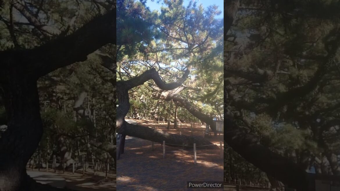 【静岡市】絶景！！三保の松原と富士山！！