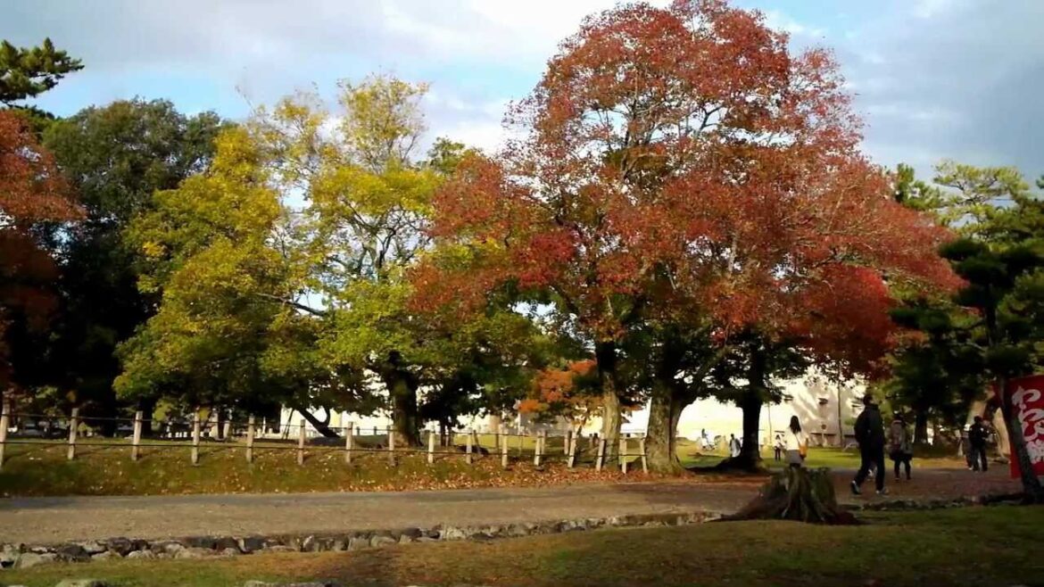 2011 Autumn trip of Kyoto