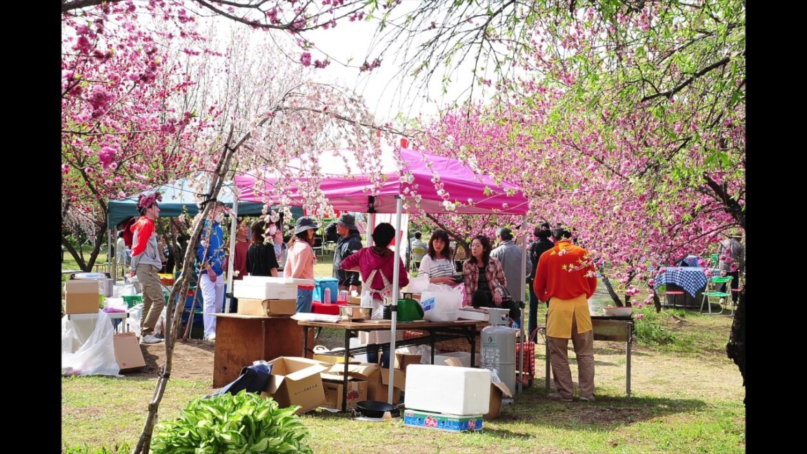 Menikmati Bunga Sakura Jepang