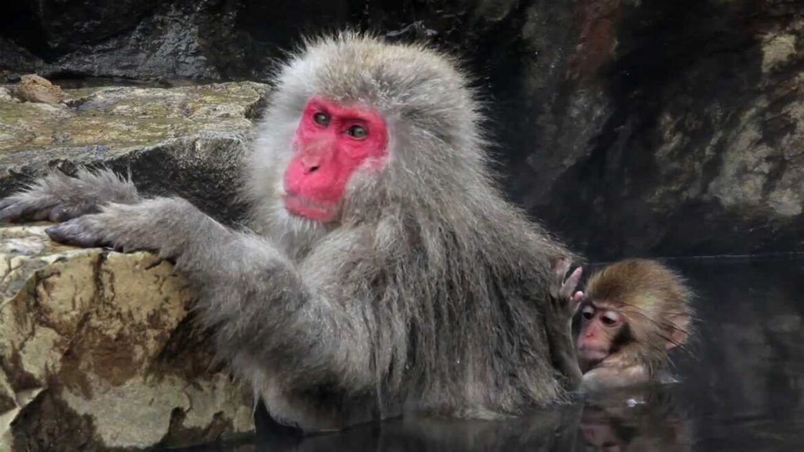 OUTDOOR GETAWAY: Only in Japan