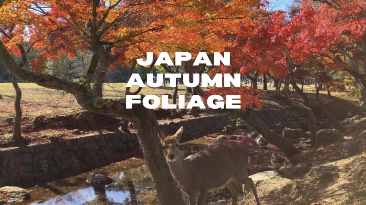 Best Autumn Spots Japan | Happy Trip