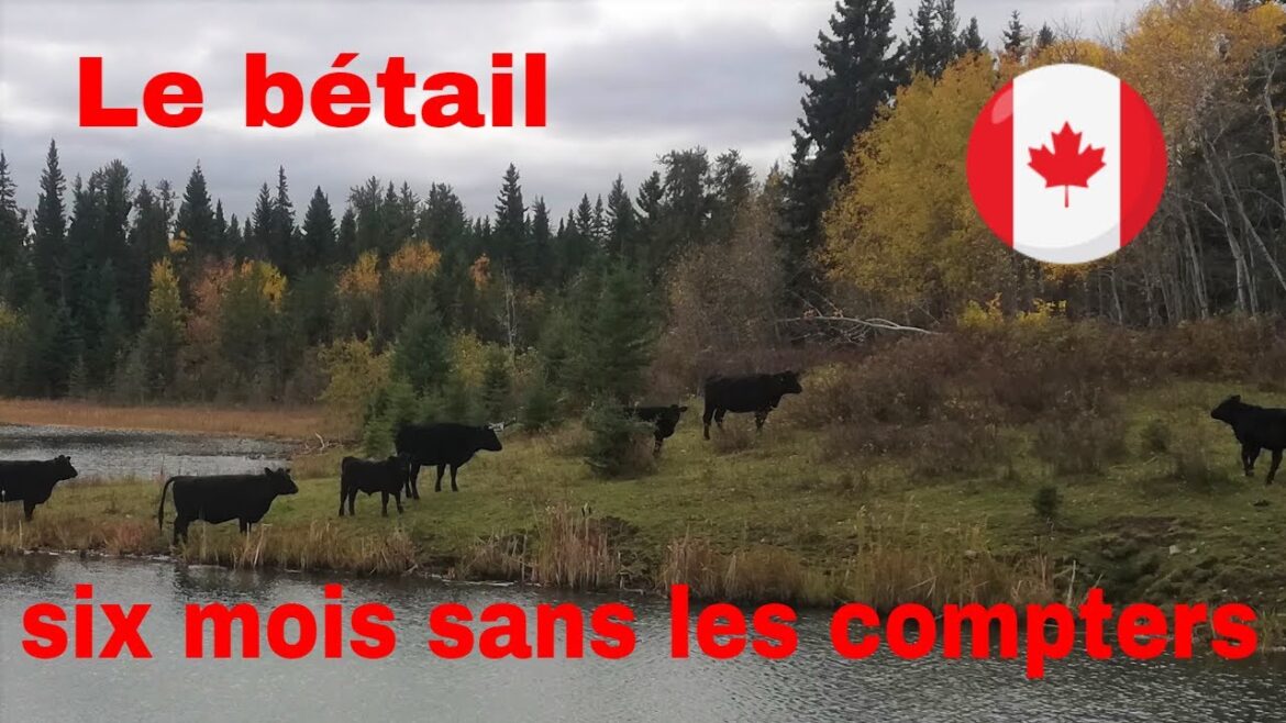 un troupeau de 50 vaches à l'état sauvage durant tout l'été c'est possible// bétail au Saskatchewan