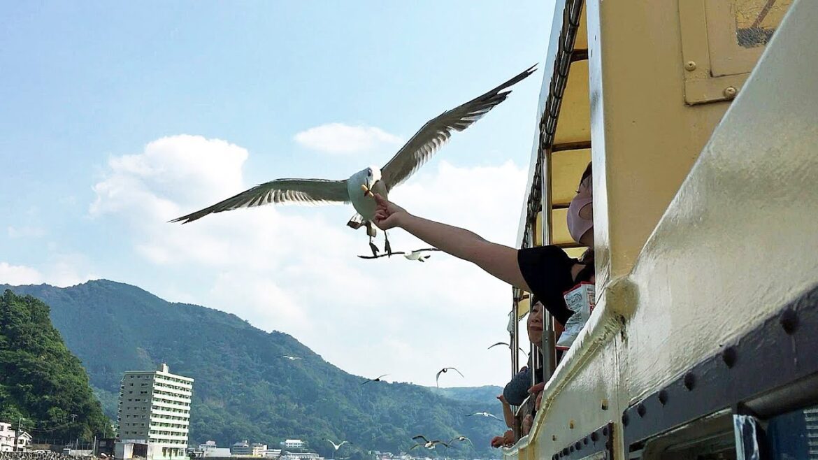 HIS日帰りバスツアー【新宿発】駿河湾クルージング&海鮮浜焼き食べ放題☆絶景・富士見テラス HIS日帰りバスツアー【新宿発】駿河湾クルージング&海鮮浜焼き食べ放題☆絶景・富士見テラス