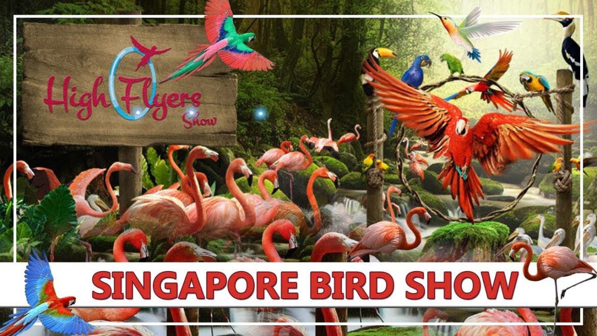 Bird Show Jurong Bird Park Singapore