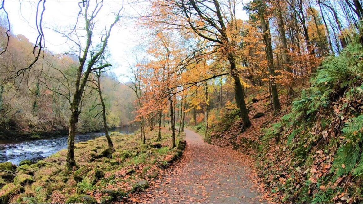 4K Autumn Forest Walk - English Countryside - Relaxing Nature Walk - Bolton Abbey Yorkshire Dales UK