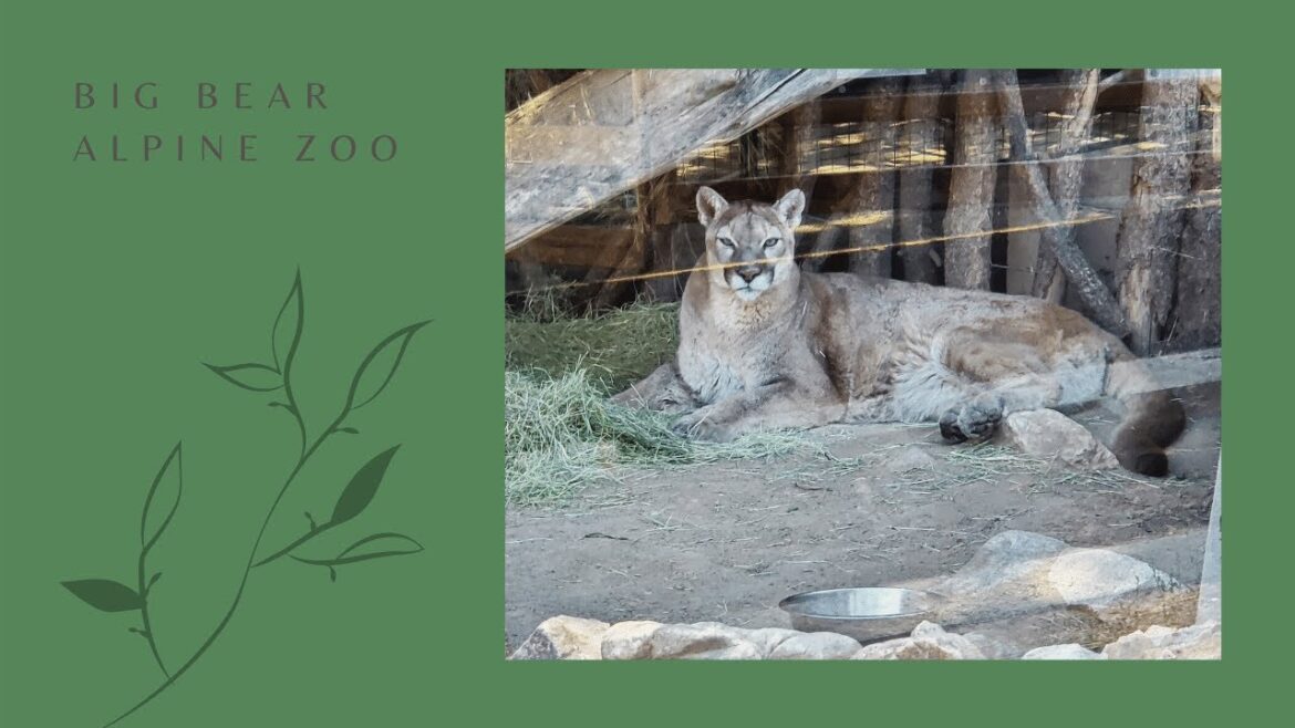 Tour the Big Bear Alpine Zoo Tour the Big Bear Alpine Zoo