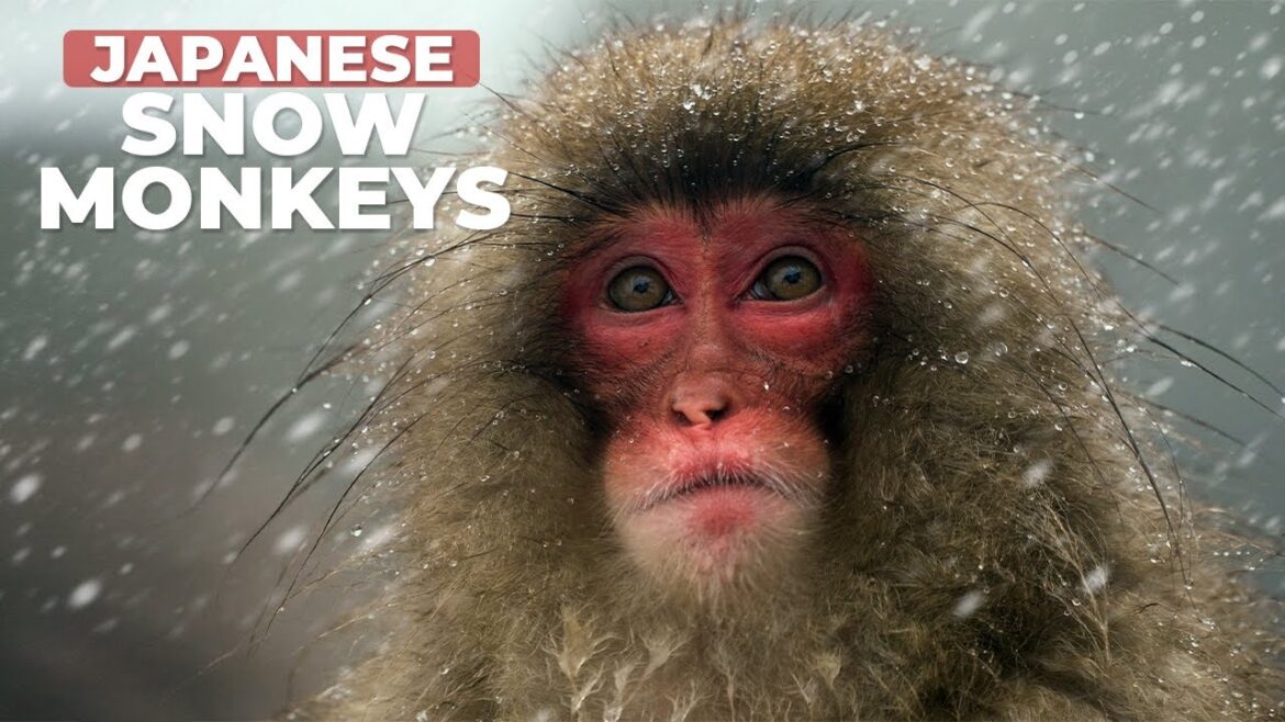Japan's MOST ADORABLE Wild Animals | Japanese Snow Monkeys