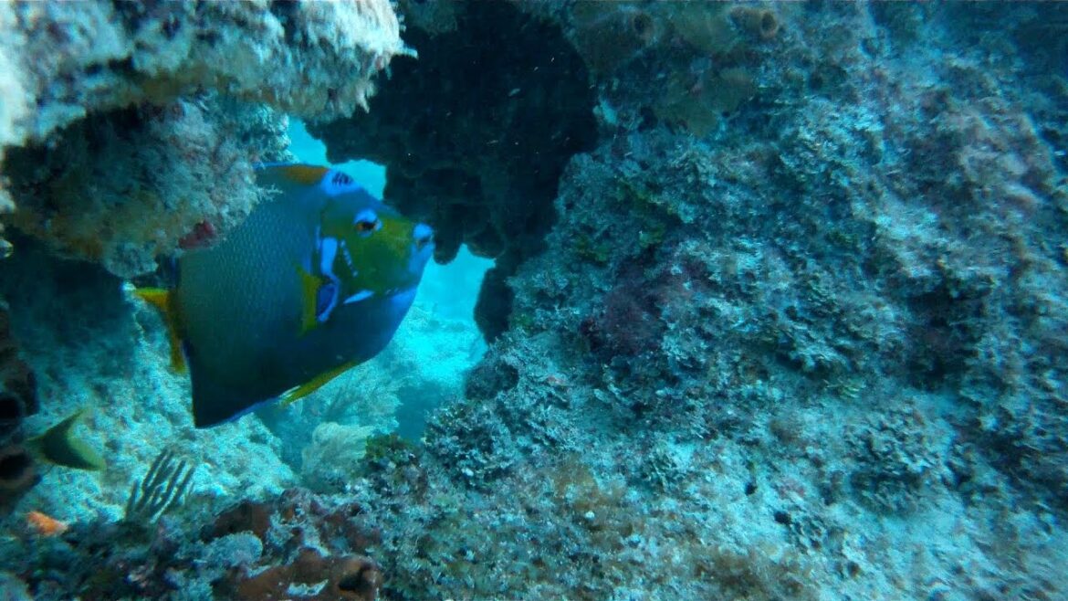 South Florida Diving Vacation At Atlantic Ocean. Florida Vacaciones De Buceo En El Océano Atlántico.