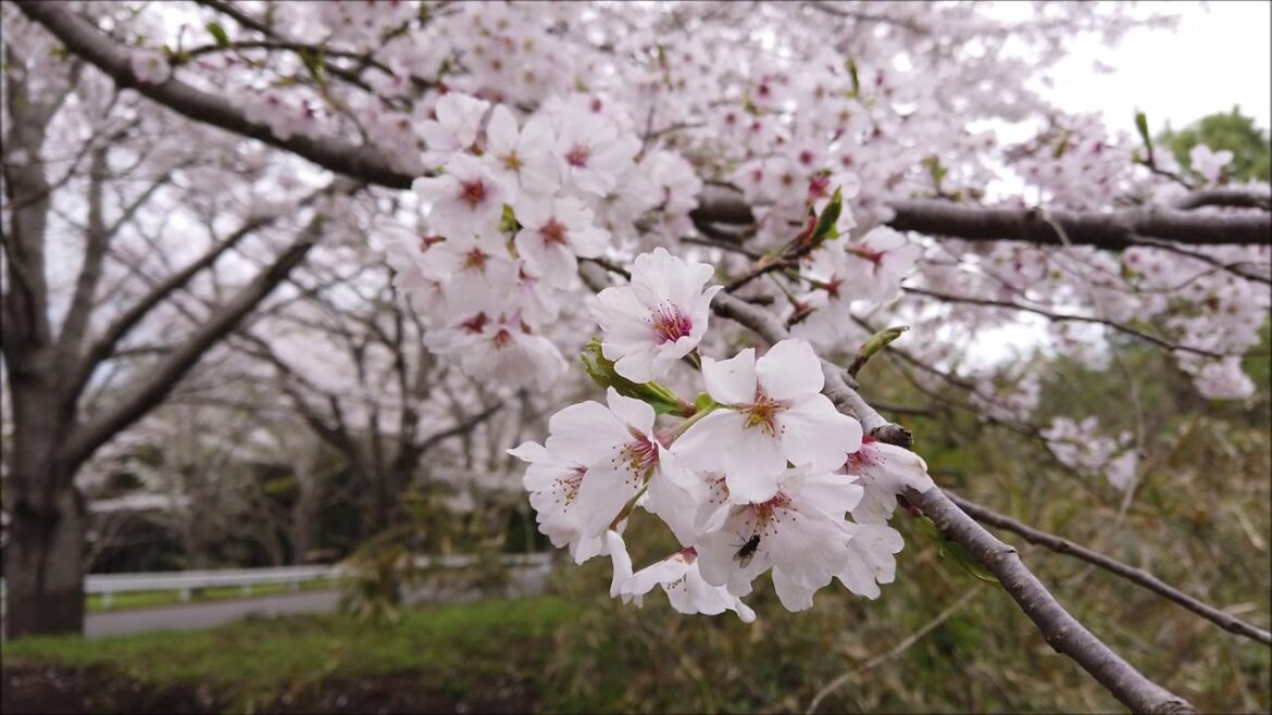 Cherry Blossom, Spring Ashitaka Park | 愛鷹さくらまつり