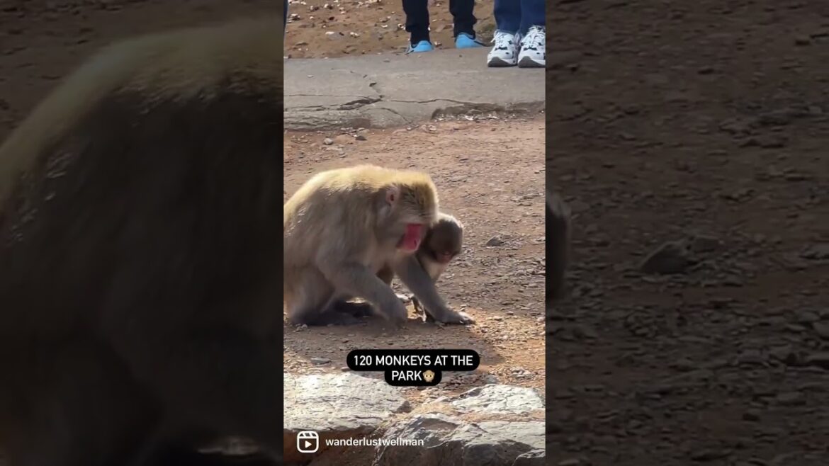 These Macaques stole my heart! 🫶🏻🐵