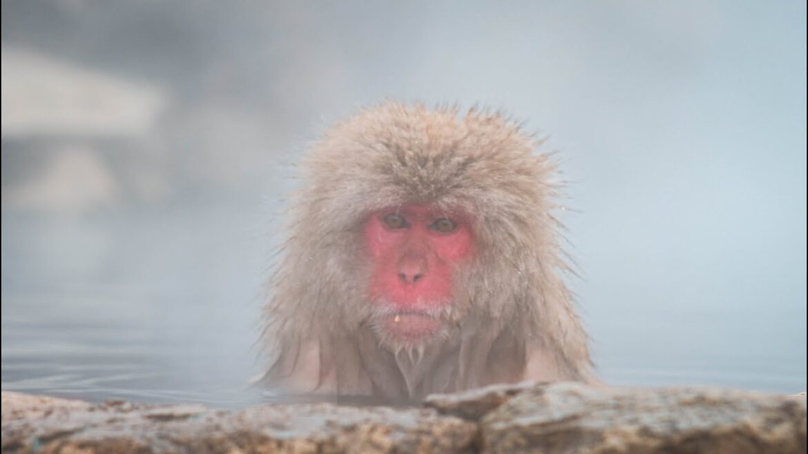 Nagano, monkey park 🐒