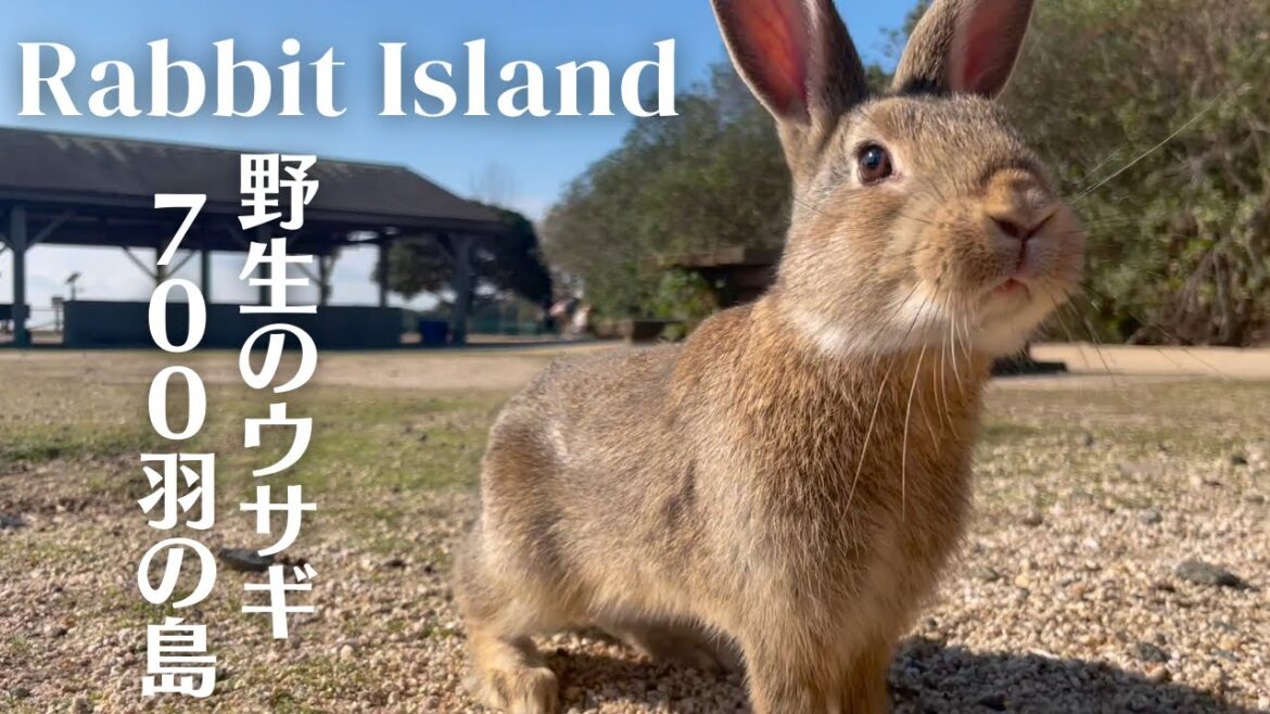 [Rabbit Island, JAPAN] Rabbit paradise🐰 Visiting an island with 700 wild rabbits🐇
