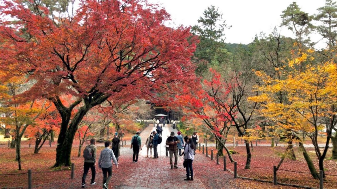 22年11月30日 散りゆく紅葉と京都を歩く 哲学の道,鹿ヶ谷通り,永観堂,南禅寺,水路閣 Walk around Kyoto city,Japan vlog 22年11月30日 散りゆく紅葉と京都を歩く 哲学の道,鹿ヶ谷通り,永観堂,南禅寺,水路閣 Walk around Kyoto city,Japan vlog