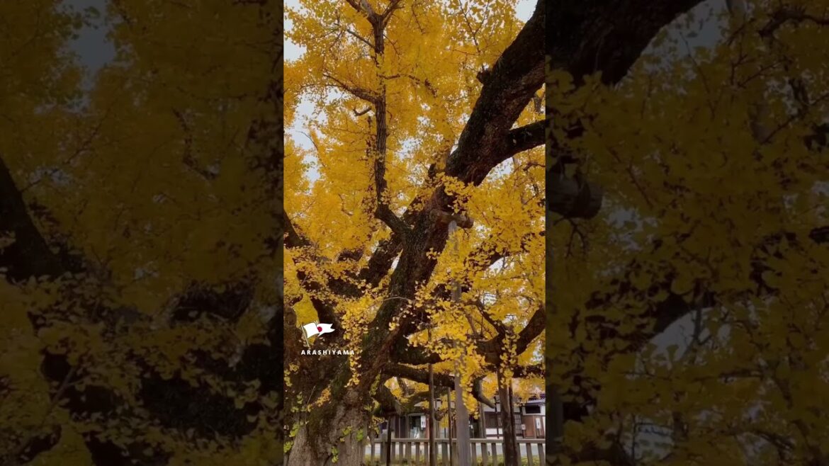 Arashiyama – Kyoto Arashiyama - Kyoto