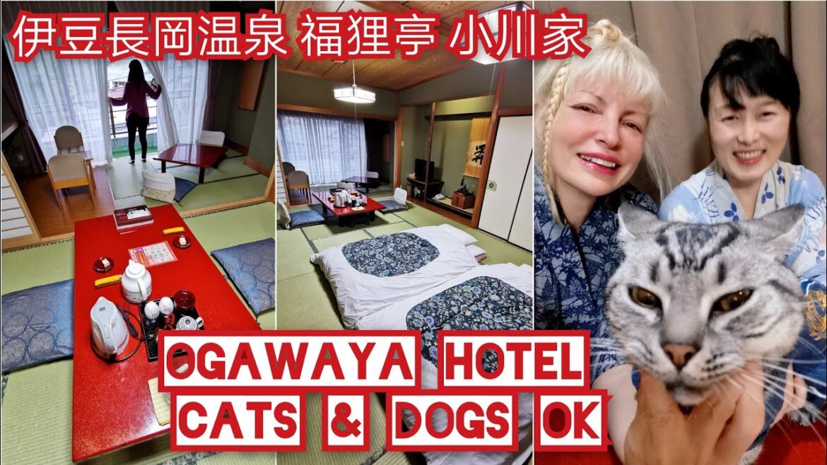 CATS DOGS OK❣️🐈🐕🆗 HOTEL OGAWAYA Hot spring ♨️ Mount Fuji 🗻 Izu 🌊 伊豆長岡温泉 福狸亭 小川家 by Adeyto