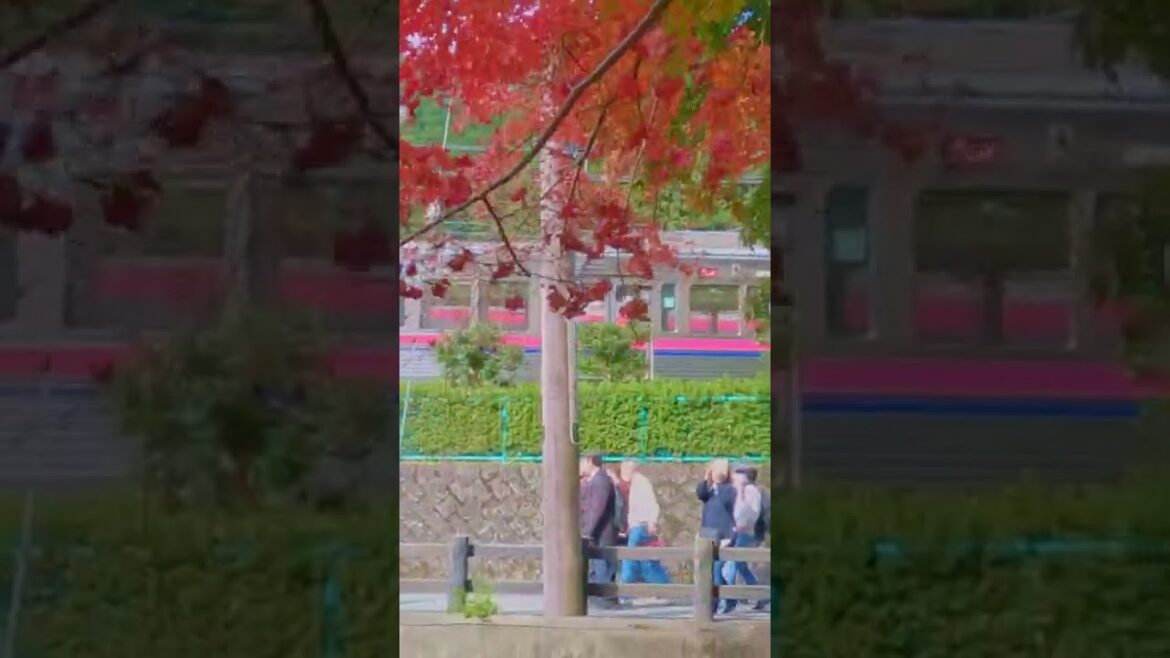 Fall Leaves in Japan #shorts Fall Leaves in Japan #shorts