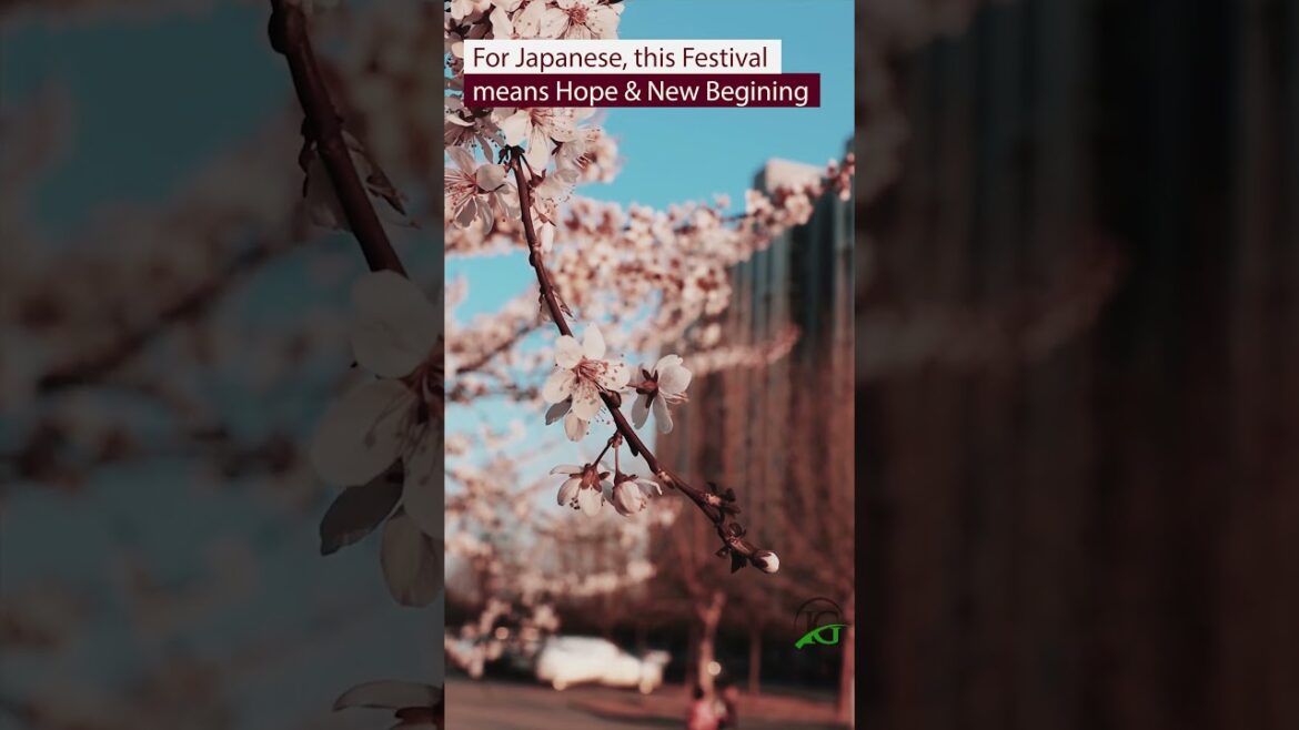 JAPAN CHERRY BLOSSOM | INFOGENIC TRAVEL