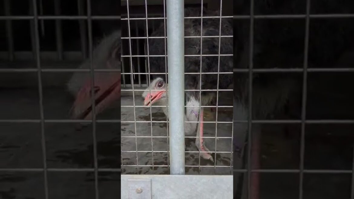 Ostrich Trying to Bite Me at a Japanese Zoo