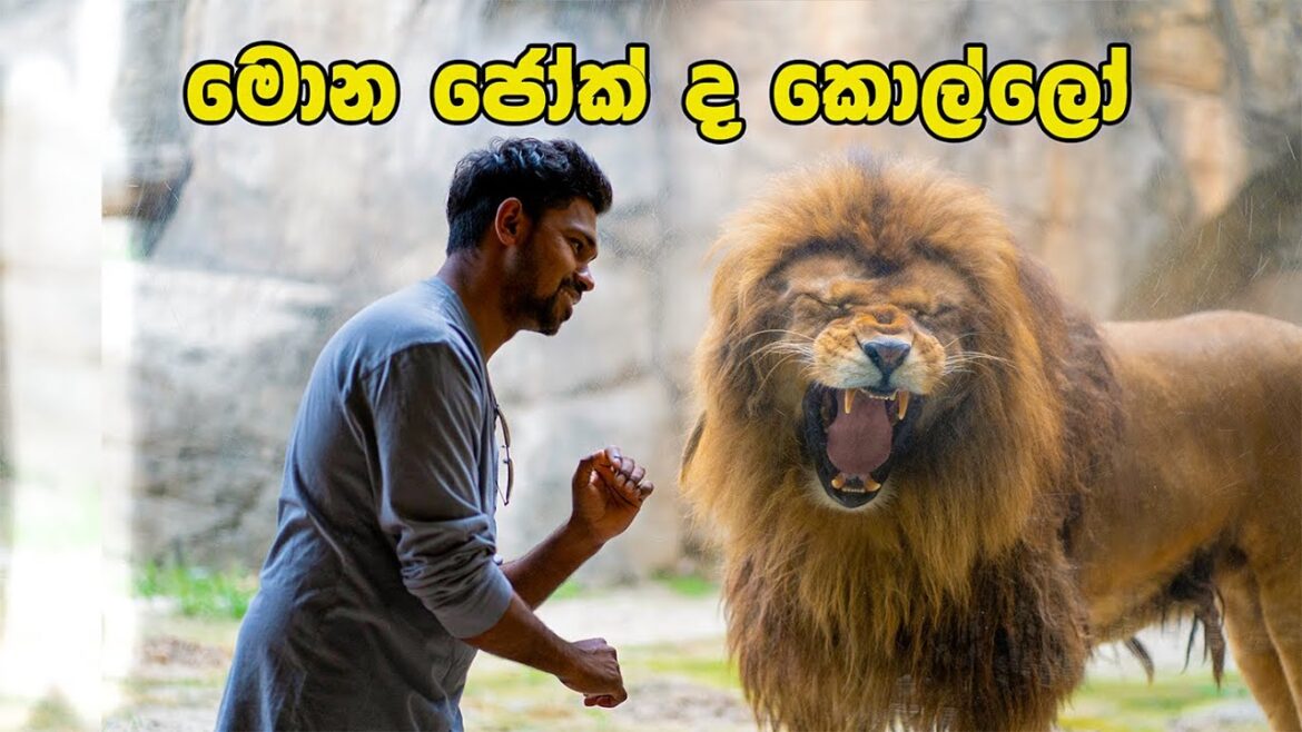 කිඹුල් ඔළුව සහිතව ලොව ඉපදුණු දරුණුම ඉබ්බා | DAY IN LIFE | JAPANESE ZOO | Hithumathe JAPAN |4K