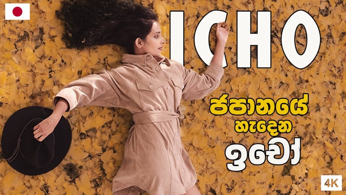 රන් ඔටුන්න හැලිලා යන කාලේ | JAPANESE CROWN OF GOLD | Hithumathe JAPAN |4k රන් ඔටුන්න හැලිලා යන කාලේ | JAPANESE CROWN OF GOLD | Hithumathe JAPAN |4k