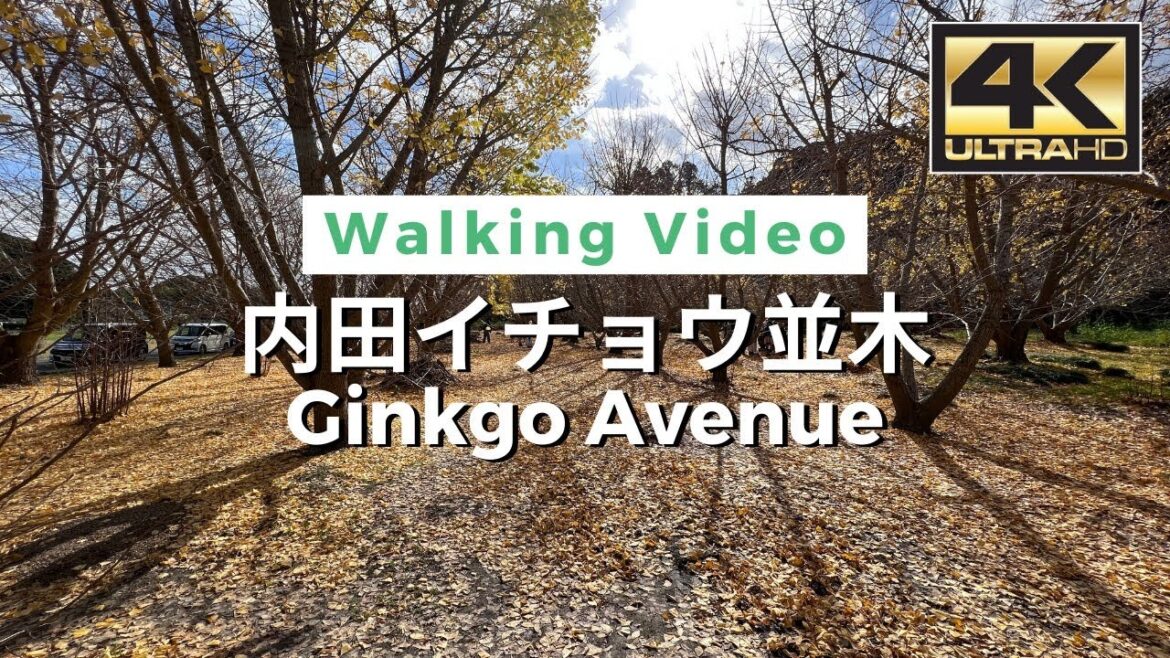 【4K】Ginkgo Avenue – 内田イチョウ並木 Walking tour / Japan / DJI Pocket 2 【4K】Ginkgo Avenue - 内田イチョウ並木 Walking tour / Japan / DJI Pocket 2